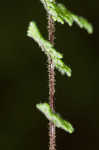 Hairy lipfern